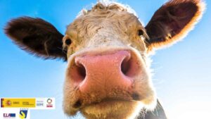 Noruega busca españoles para trabajar en granja lechera de vacas: sueldo 15,70 euros la hora y alojamiento incluido