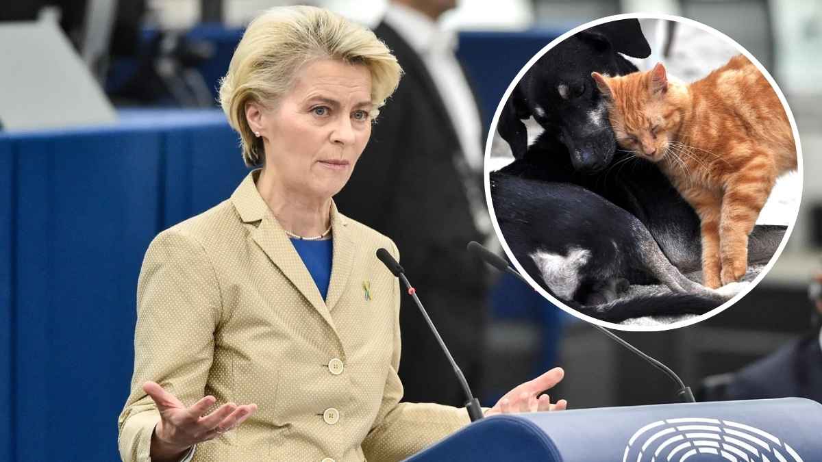 Representante de la Comisión Europea durante un debate sobre la nueva normativa de bienestar e identificación de perros y gatos.