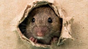 Correos cierra y 50 trabajadores se ven afectados en Málaga: la culpa la tienen las ratas