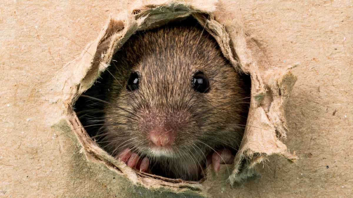 Rata asomando por un agujero en un cartón, imagen relacionada con el cierre temporal de Correos en La Paloma de Málaga por una plaga