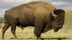 El arriesgado plan español que usa bisontes europeos para combatir incendios y desertificación