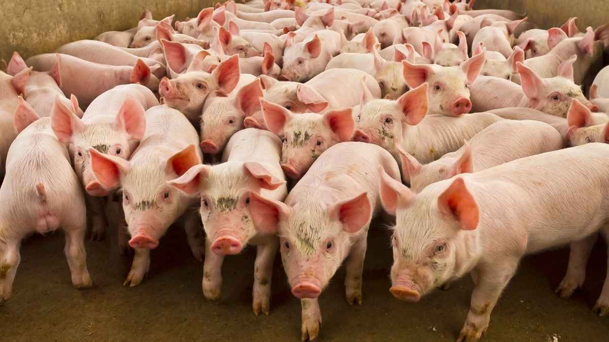 Cerdos en una granja porcina, imagen del impacto de la peste porcina en los ganaderos y en el precio del cerdo.