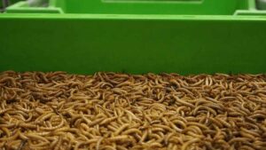 La que era la mayor granja de insectos de Europa cae y cierra pese al fuerte respaldo institucional