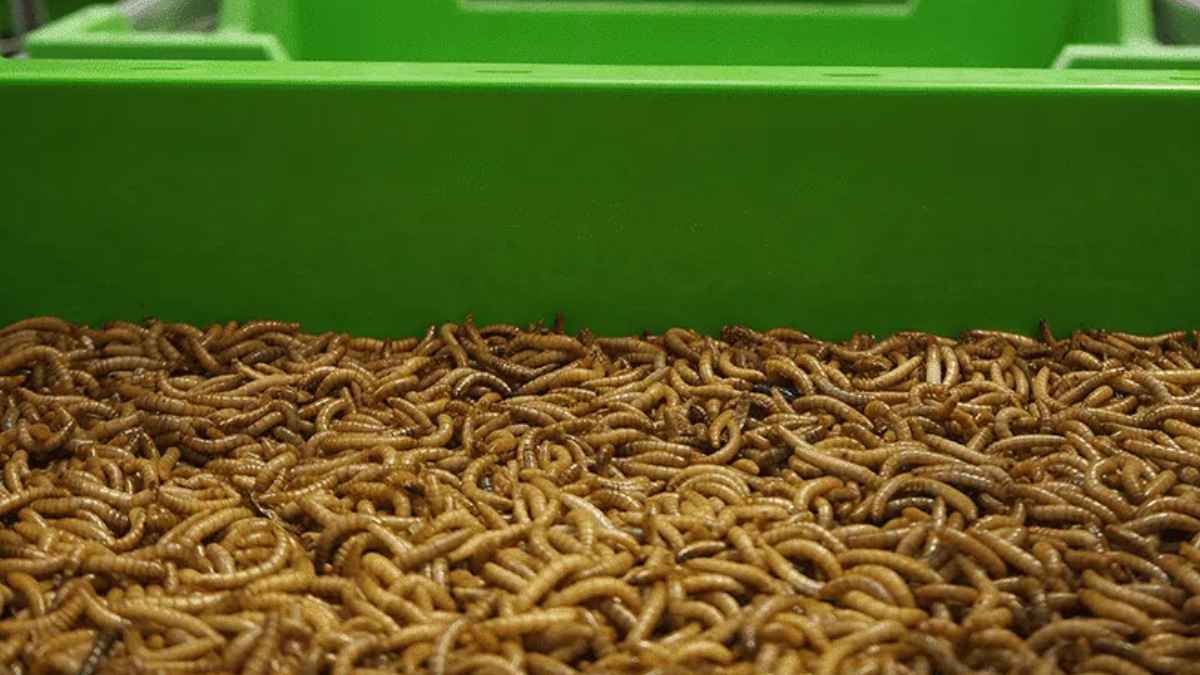 Larvas de insectos en bandejas industriales de la que fue la mayor granja de insectos de Europa