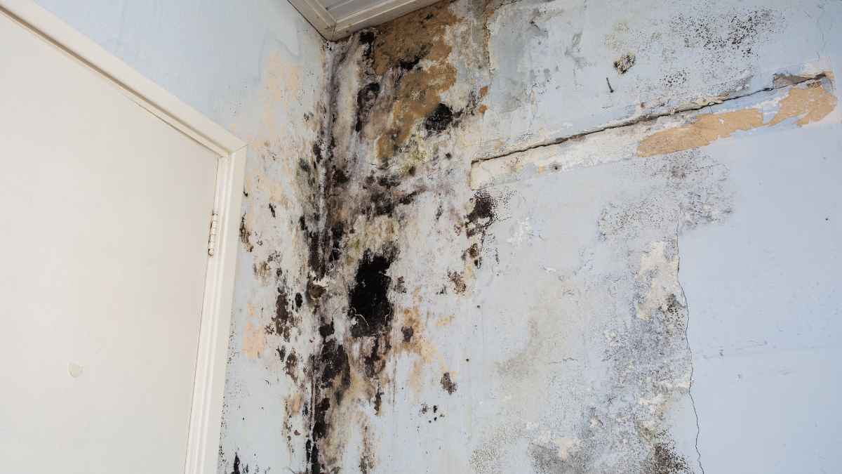 Pared interior con manchas severas de moho negro debido a humedad y mala ventilación en una vivienda