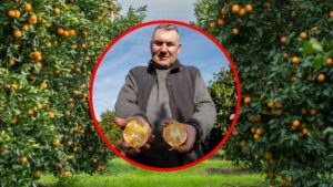 De una hectárea por un piso a no llegar para un coche: la naranja de mesa y el campo valenciano se queda sin jóvenes, según Alejandro (citricultor)