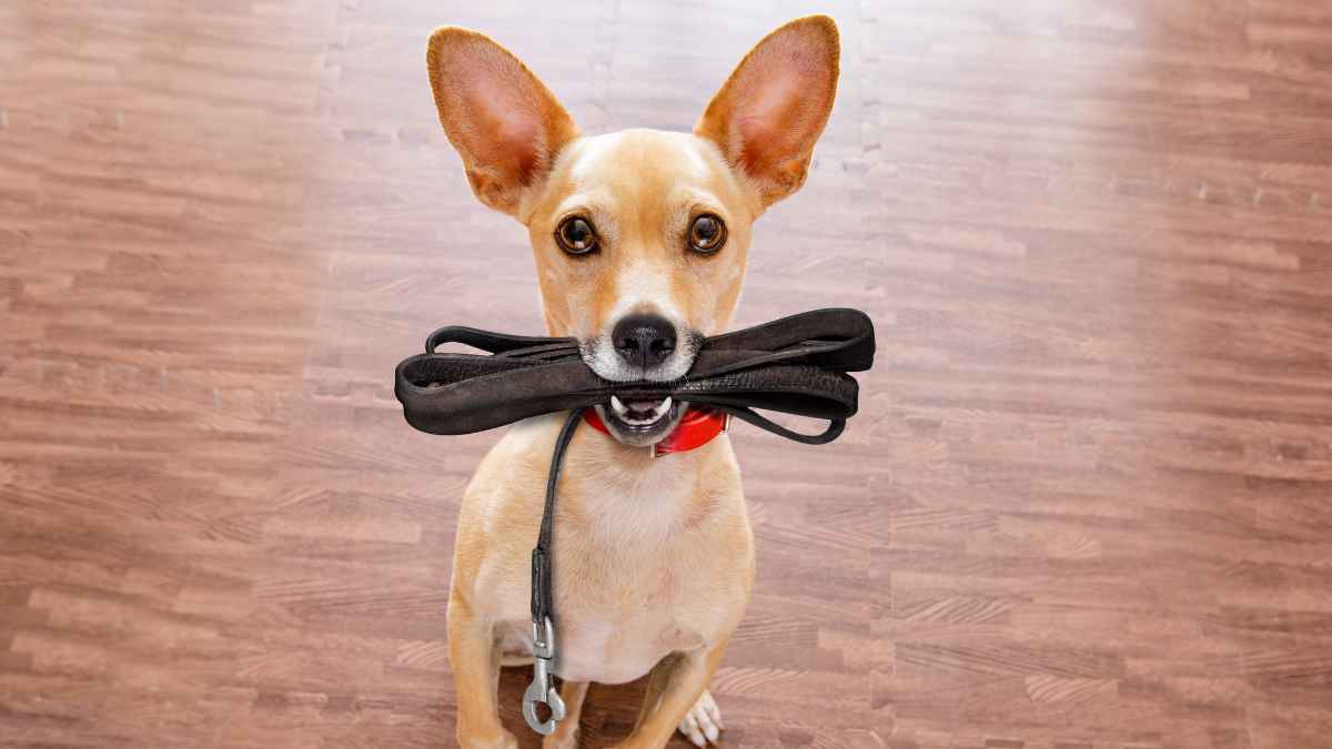 Perro pequeño con correa en la boca esperando salir a pasear, en referencia a la nueva ley de la Unión Europea sobre mascotas