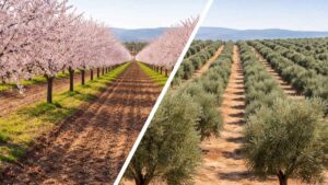 Adiós a la ayuda para jóvenes agricultores tras detectarse continuidad con la explotación familiar y cambios sin autorización