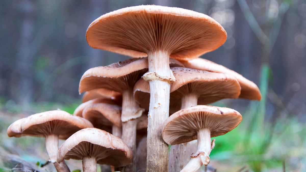 Setas frescas cultivadas con posos de café en Gran Canaria, un producto local sostenible con margen de 4 a 5 euros por kilo