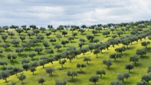 De cultivar olivos y cereales a ganar 650.000 euros al año con un fruto seco: la historia de un agricultor de Ciudad Real