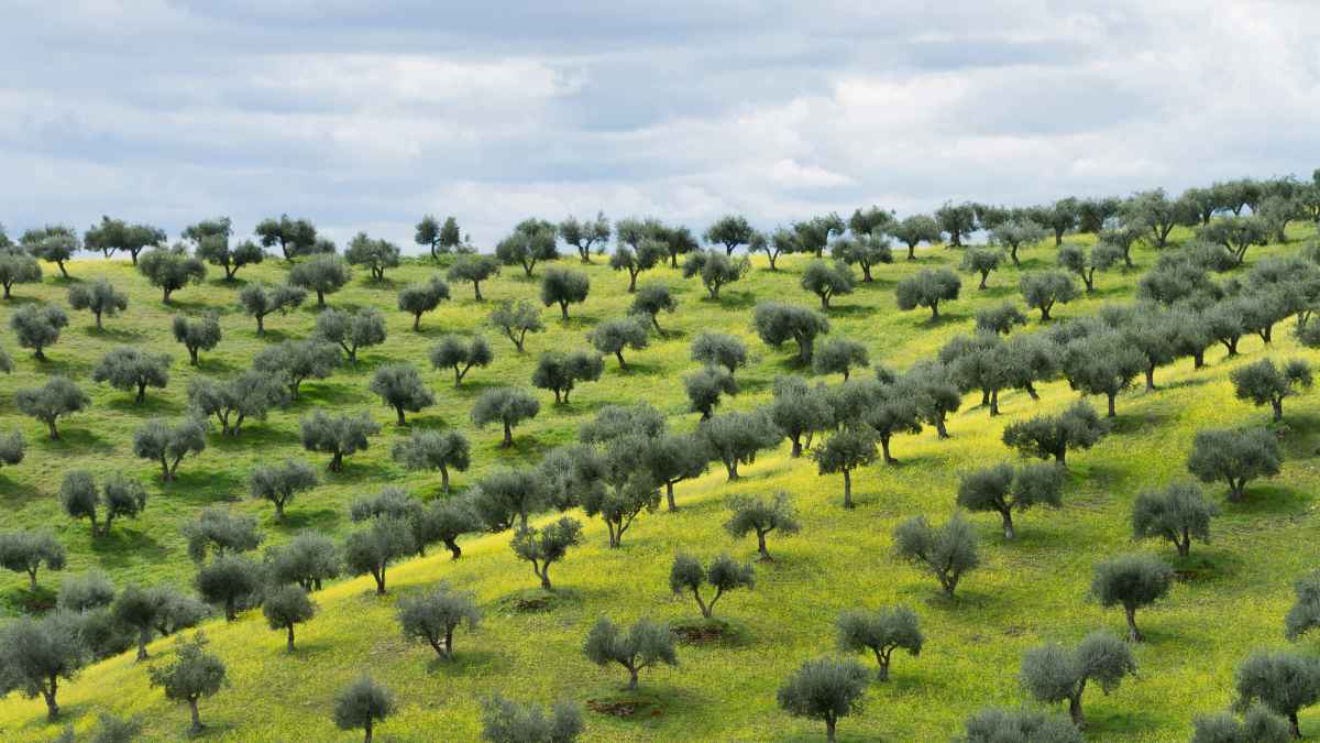 Olivar en una ladera con árboles de olivo sobre pradera verde, un cultivo tradicional en España