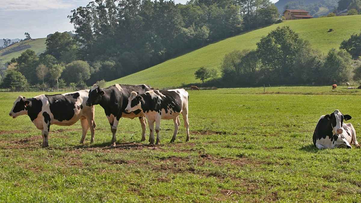 Vacas pastando en un prado asturiano, una estampa habitual de la ganadería en extensivo