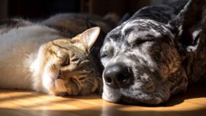 Si tienes mascota y vives en esta comunidad autónoma podrás deducirte hasta 100 euros por tu mascota en 2026