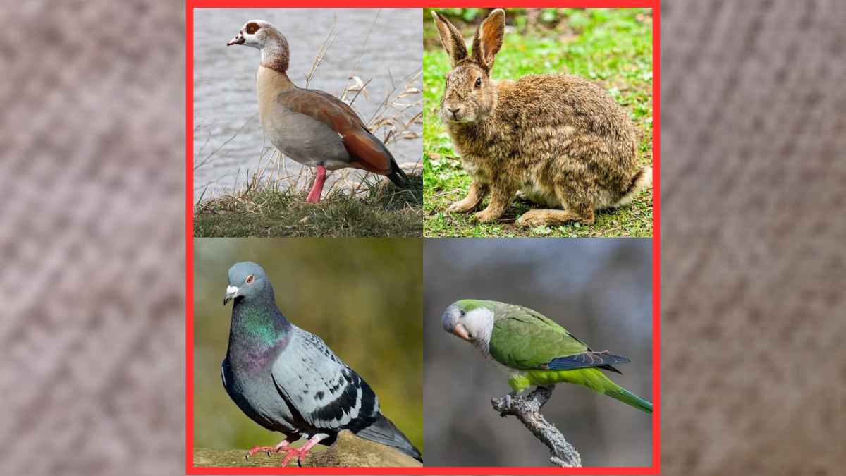 Ganso del Nilo conejo paloma y cotorra controlados en Torrejón de Ardoz