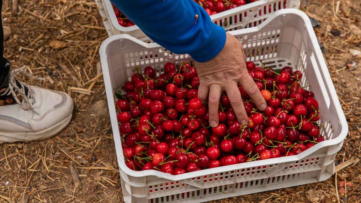 Mano recolectando cerezas frescas en una caja, imagen representativa de la campaña de cerezas españolas en Mercadona