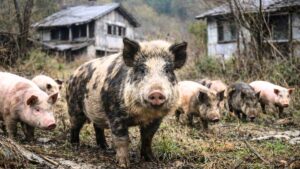 Una nueva estirpe animal toma los bosques de Fukushia: una mezcla doméstica y salvaje que se reproduce a una velocidad nunca vista
