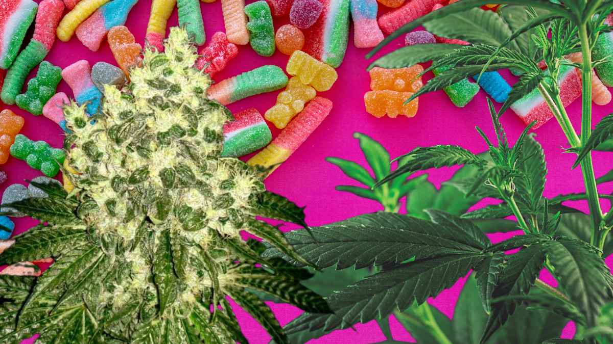 Gominolas de colores y planta de cannabis, imagen para informar de la alerta de la OCU por gominolas con CBD vendidas como complemento alimenticio