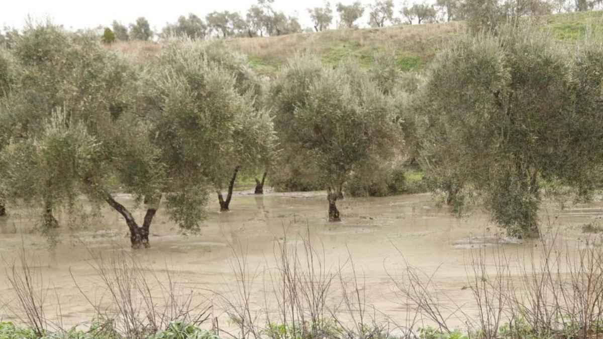 Olivar inundado por lluvias intensas en plena campaña de recogida del aceite de oliva