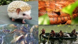 La Patrulla Fauna retira más de 4.000 animales invasores en un solo año: la mayoría eran mascotas
