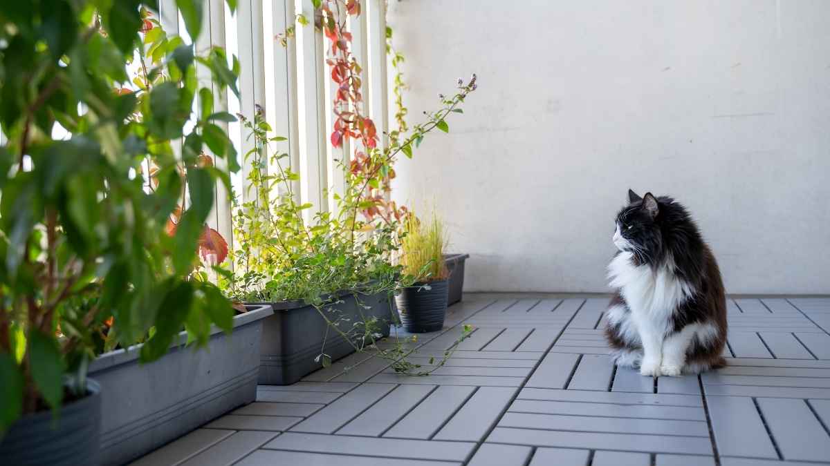 Gato sentado en una terraza de vivienda por la Ley de Bienestar Animal