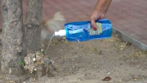 Nuevas sanciones para los dueños de perros que no usen vinagre en las botellas de agua: las multas alcanzan los 750 euros en esta famosa localidad