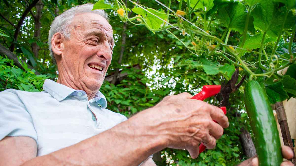 Hombre mayor recoge un pepino en un huerto en una imagen sobre el retraso de la jubilación en España