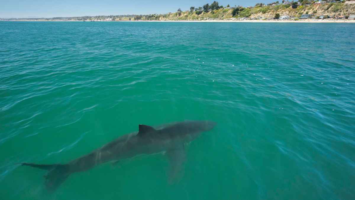 tiburón nadando cerca de la costa en aguas turquesas durante el verano