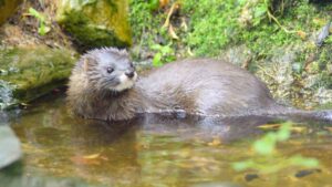 España se convierte en uno de los últimos refugios de esta especie con apenas 142 ejemplares