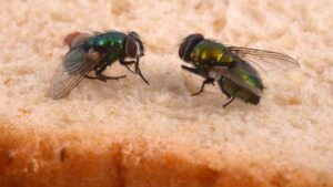 Adiós a las moscas: el remedio doméstico que muchas personas utilizan para frenar la presencia de estos molestos insectos