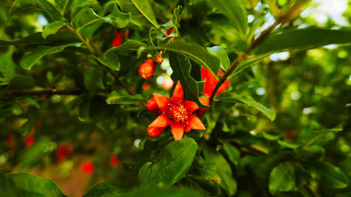 Flor y frutos jóvenes de granado en un jardín, el árbol ideal para casa por sus raíces poco invasivas y su resistencia a la sequía