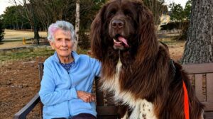 Una bisabuela de 96 años tiene a un perro de 68 kilos como ayudante para trabajar en la jardineria: señala dónde plantar y el perro cava