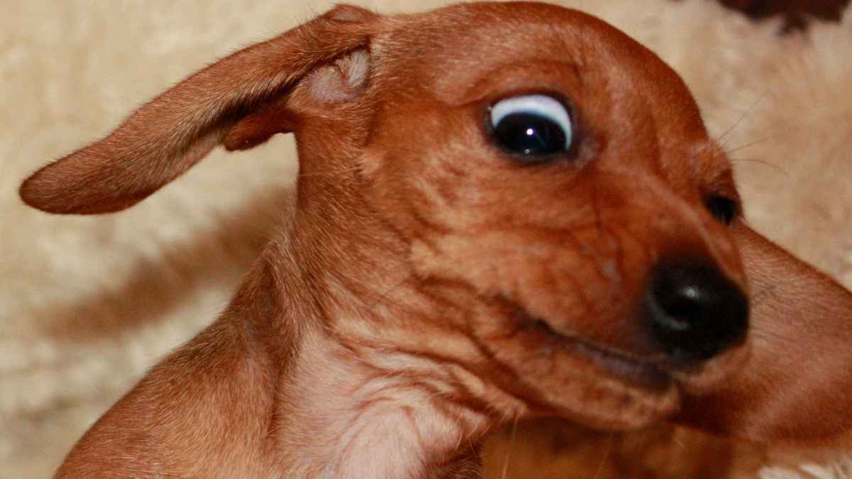Perro pequeño sorprendido, imagen sobre la deducción de hasta 100 euros en la Renta por tener mascota