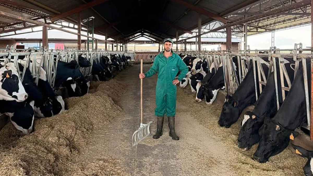 Ganadero de 27 años en una granja de vacas lecheras en Salamanca, con el precio de la leche a 45 céntimos por litro