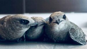 Madrid salva a cientos de pollos de vencejo cada verano y este año pasado ha logrado reintroducir 1.332 ejemplares