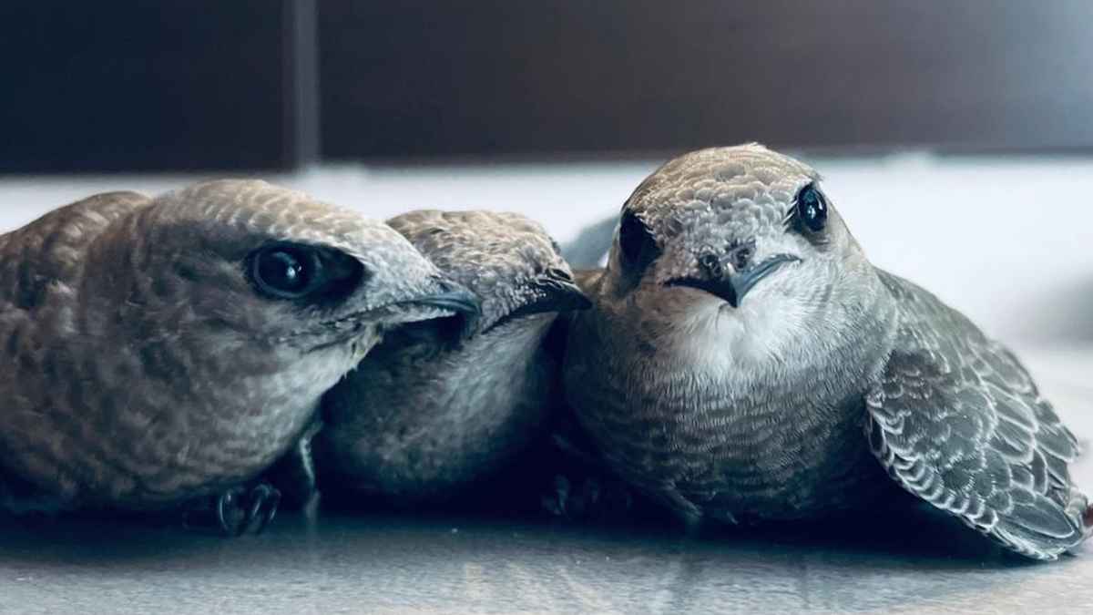 Tres pollos de vencejo rescatados antes de ser reintroducidos en Madrid