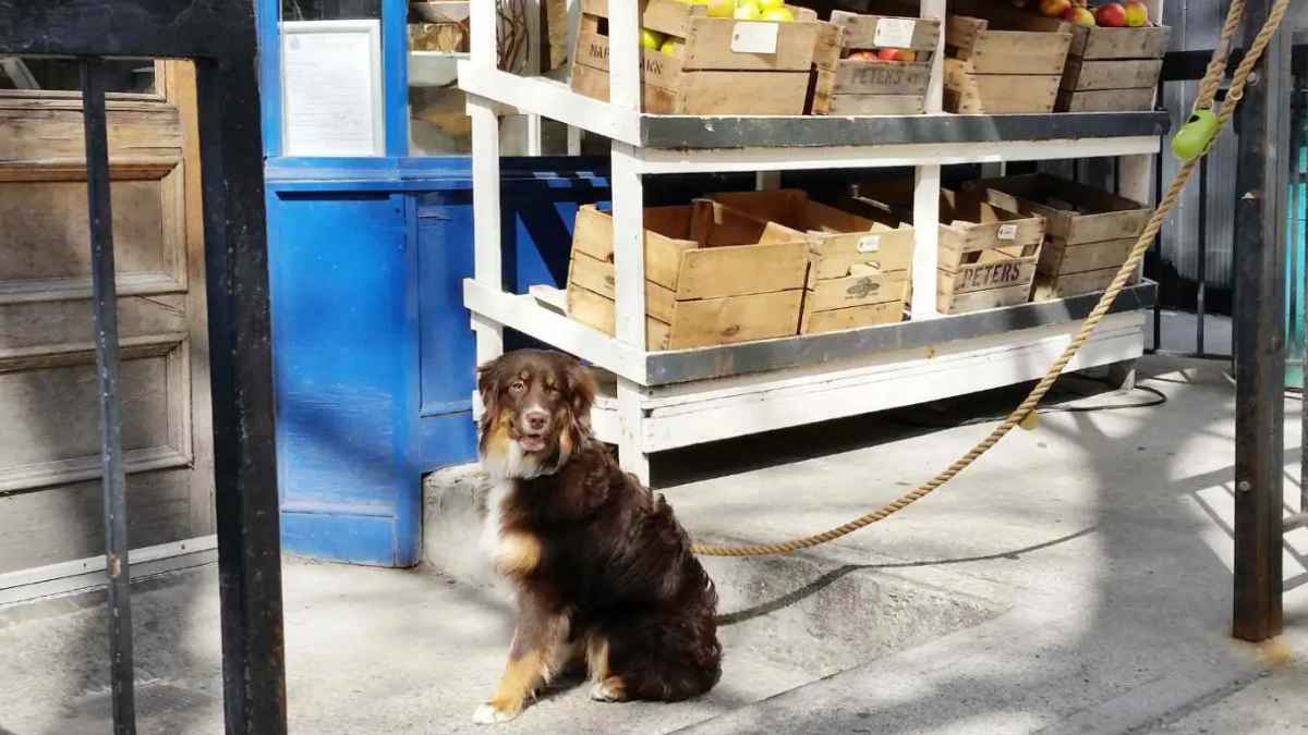 Perro atado con correa en la entrada de una tienda