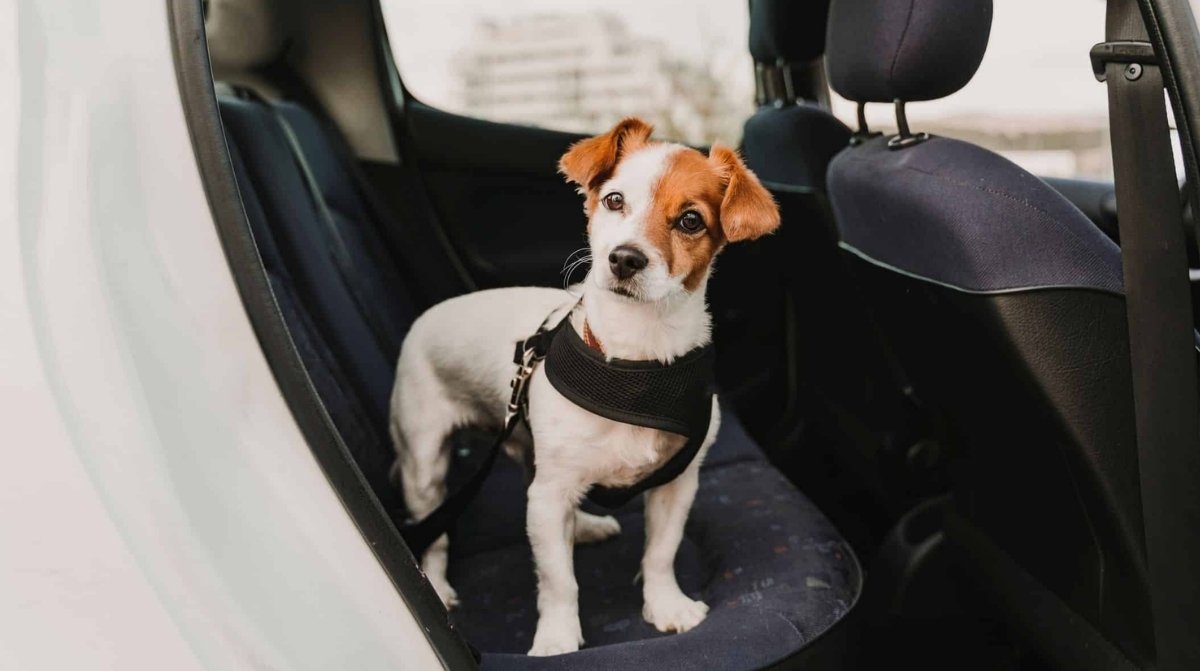 Perro viajando en coche con arnés de seguridad cumpliendo normativa europea para mascotas