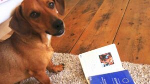 ¿Tienes perro o gato? Desde ahora necesitarán cumplir con nuevos requisitos para cruzar fronteras