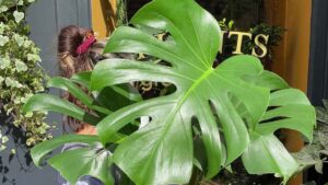 Tres plantas de interior que puedes cultivar en agua y que llenan de color la casa