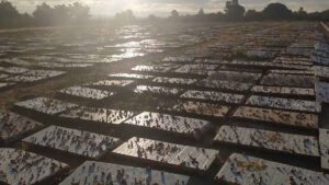 El pueblo español que produce 30 toneladas al año de un manjar muy buscado: hacen hasta caviar pero no de pescado