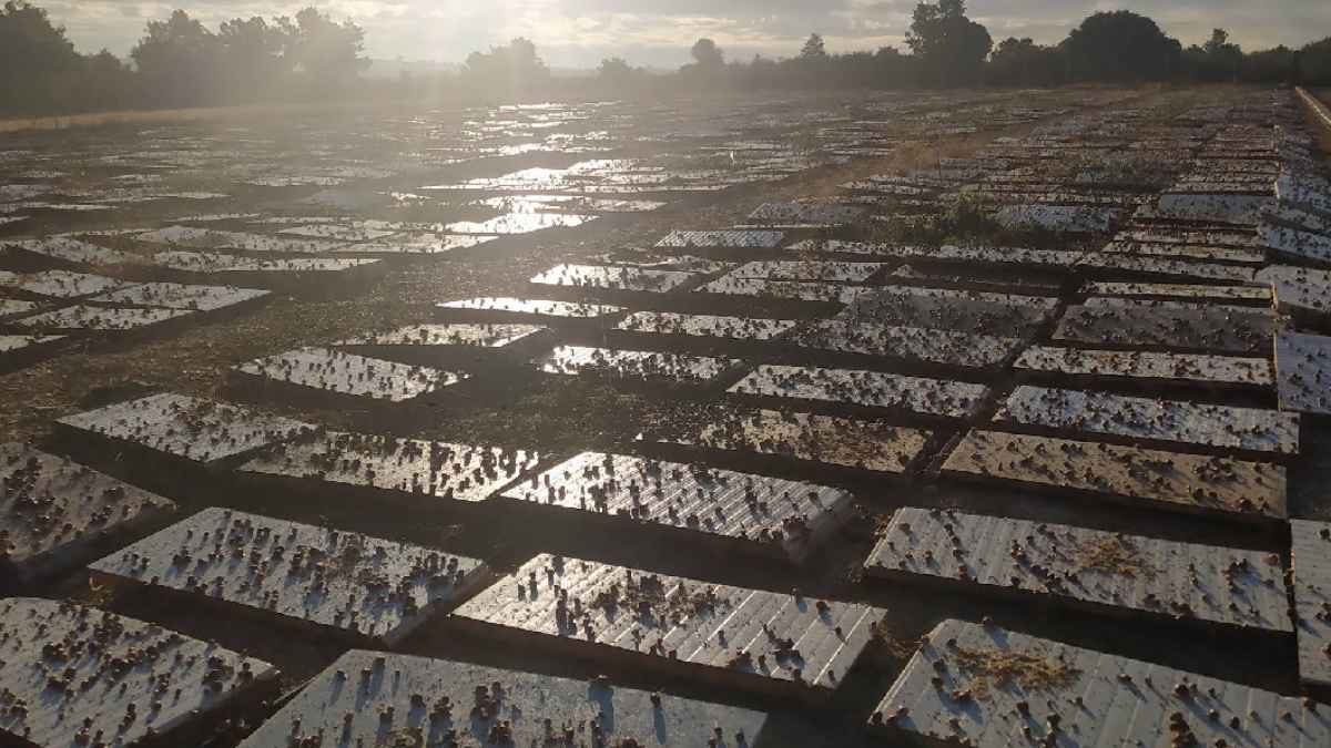 Explotación de caracoles al aire libre en el municipio zamorano de Fonfría
