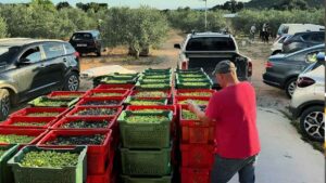 Una familia recupera una finca abandonada para plantar 1.000 olivos dálmata que acaba de ganar un importante premio internacional por su aceite de oliva