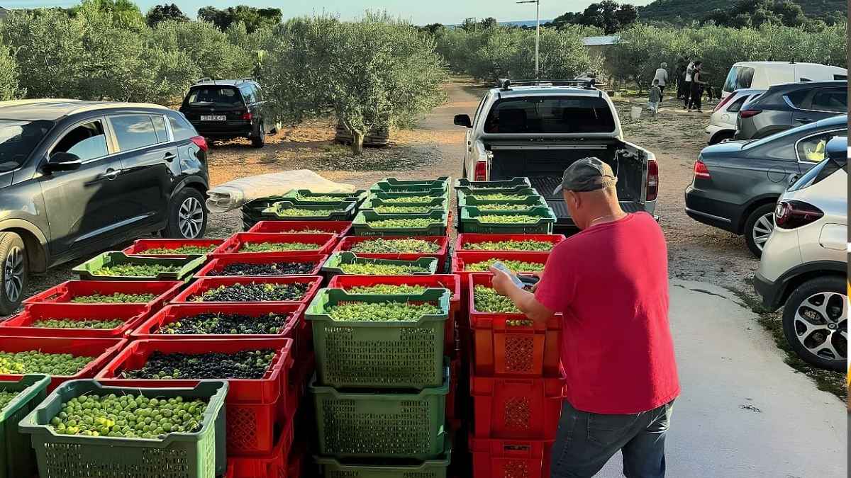 Recolectores clasifican aceitunas en cajas durante la cosecha manual en un olivar de Dalmacia premiado internacionalmente