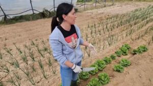 “Preferí tirar los tomates antes que venderlos a pérdidas” la dura realidad que vive una agricultora en La Rioja