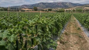 Ainoa, agricultora, prefiere dar sus pepinos a las cabras antes que venderlos casi regalados