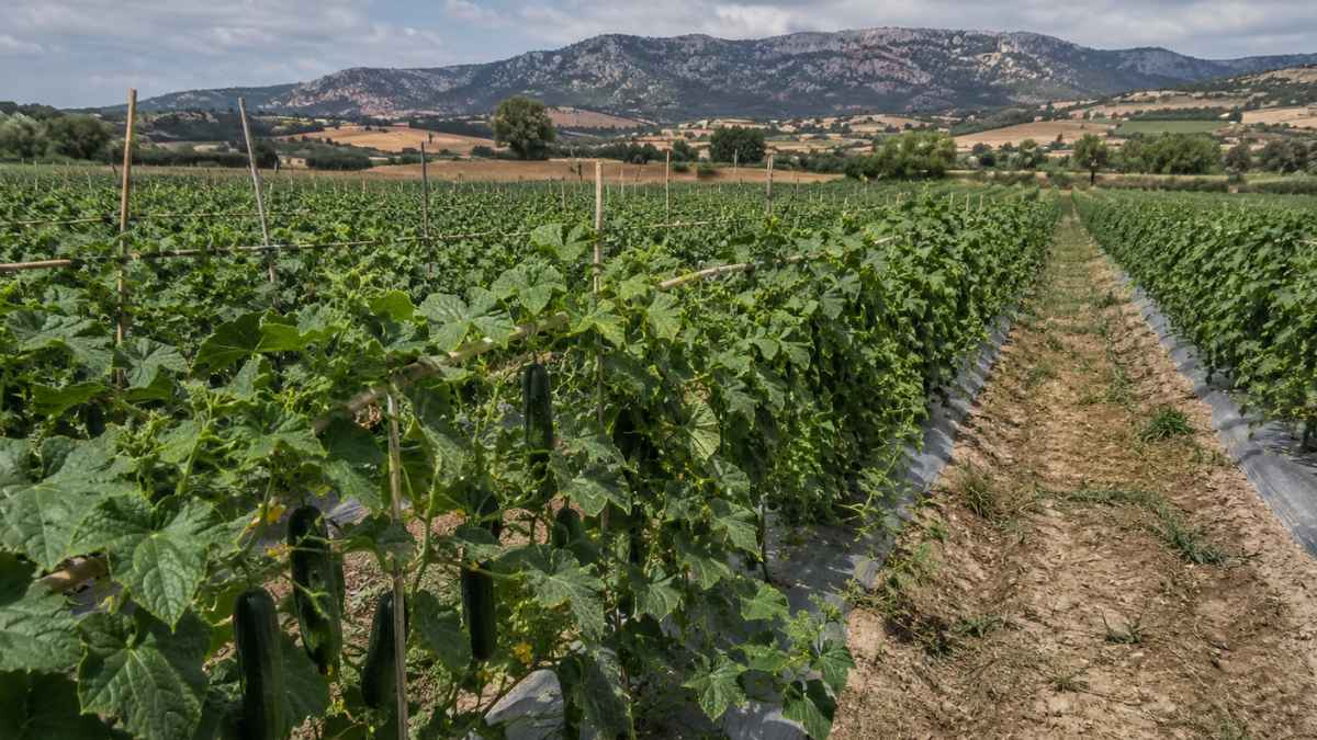 Campo de cultivo de pepinos en España con hileras de plantas y frutos en primer plano