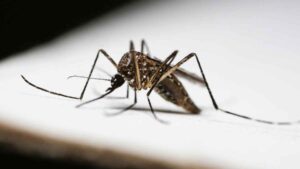 El ayuntamiento de esta ciudad inicia una campaña intensiva para frenar la presencia de mosquitos este verano