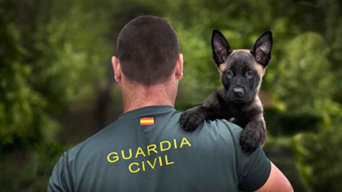 Cachorro de la Guardia Civil durante la campaña de acogida temporal para futuros perros especialistas