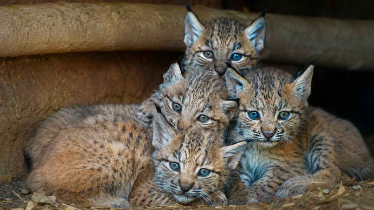 Cachorros de lince ibérico nacidos en 2026 en el centro de cría de El Acebuche durante el programa de conservación de la especie