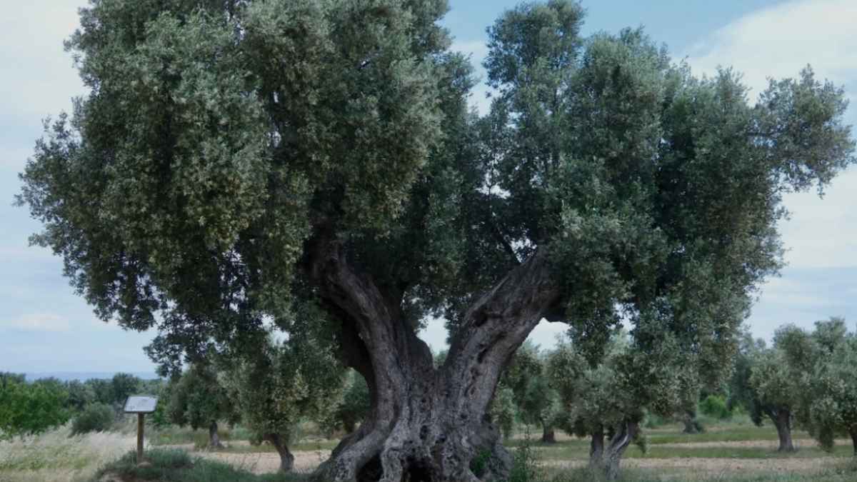 Olivera del Suavo en Calaceite, elegida mejor olivo monumental de España 2026